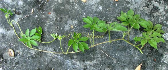  Leafy Shoot
